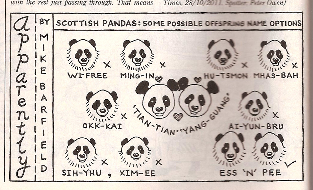 earwig pandas